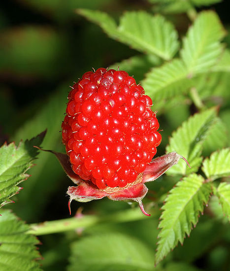 509px-Rubus_illecebrosus_-_fruit_(aka).jpg
