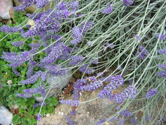 Lavender-flowers.jpg