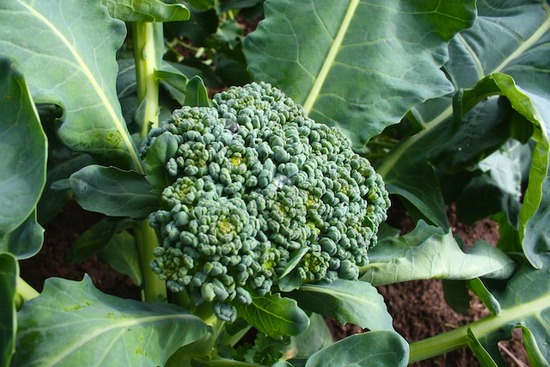 Broccoli 8.jpg