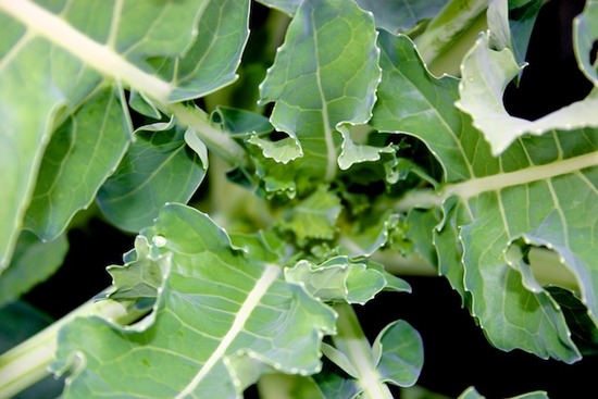 Broccoli 4.jpg