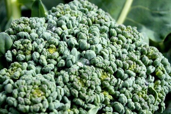Broccoli 3.jpg