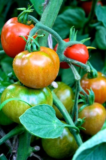 Tomat 2.jpg